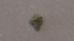 Plagiobothrys collinus fulvescens