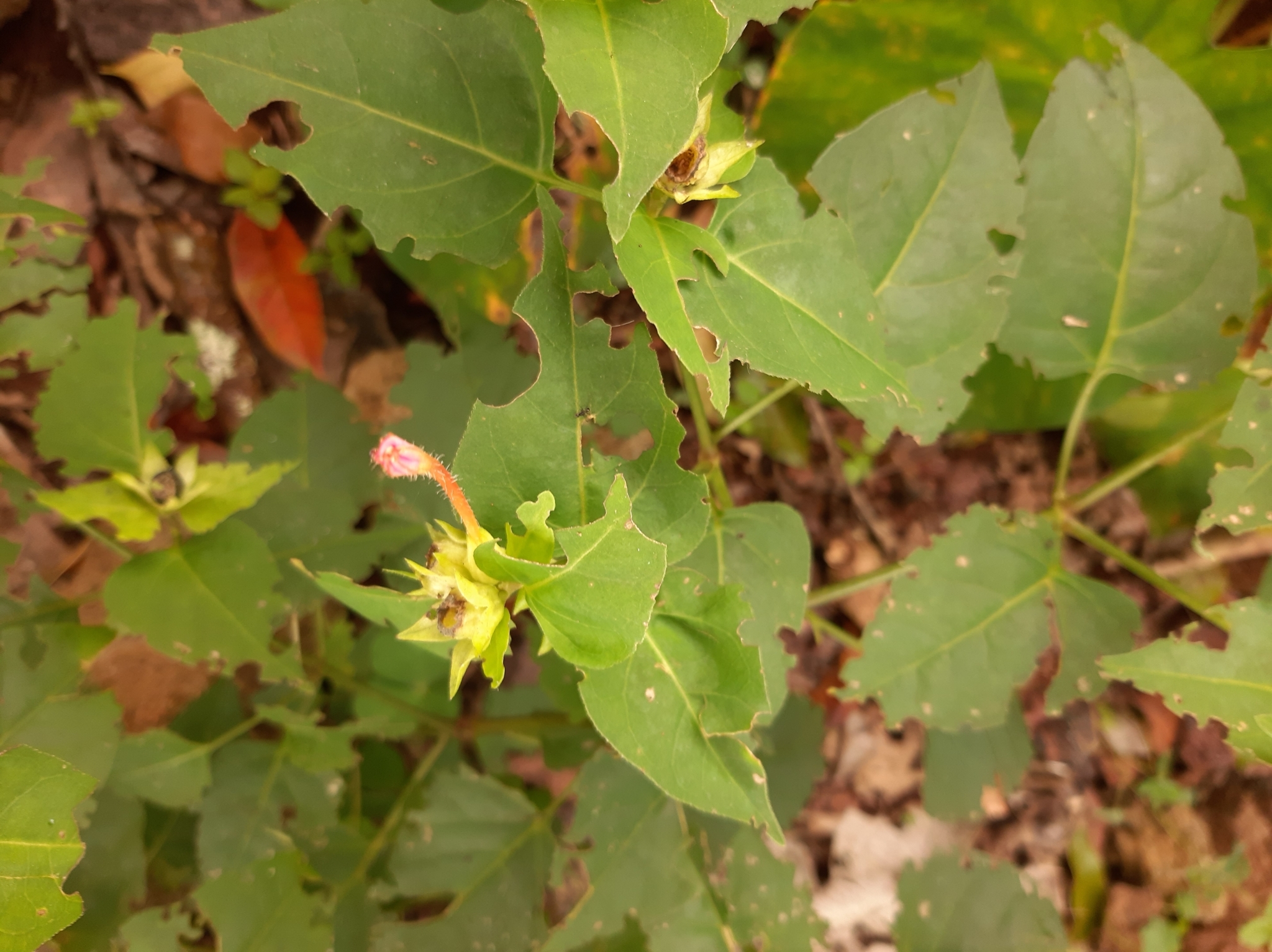 Nyctaginaceae image