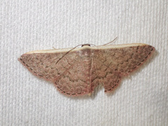 Idaea inversata