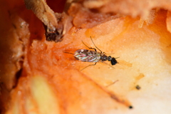 Sylvicola alternatus