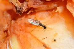 Sylvicola alternatus