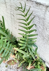 Pteris