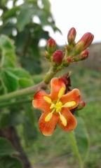 Jatropha mollissima