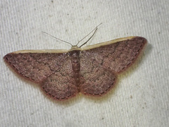 Idaea inversata
