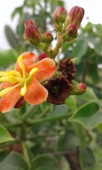 Jatropha mollissima