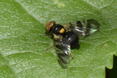 Rhagoletis cerasi