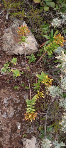 Hypericum reflexum (Hypericum reflexum)