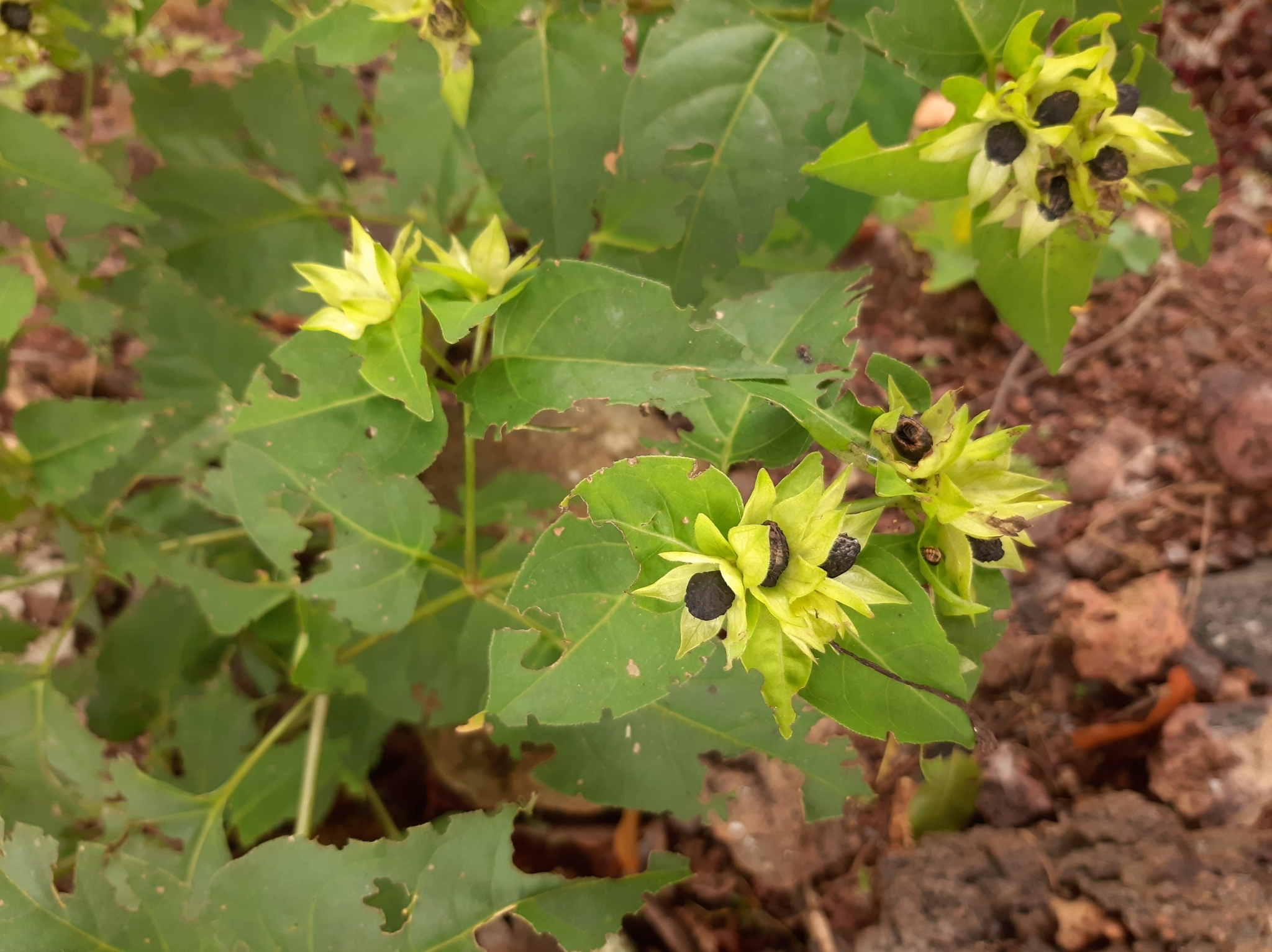Nyctaginaceae image