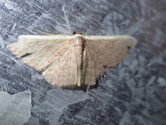 Idaea inversata