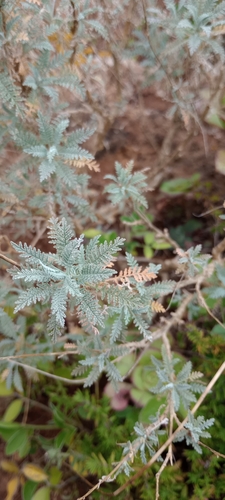 Descurainia millefolia image