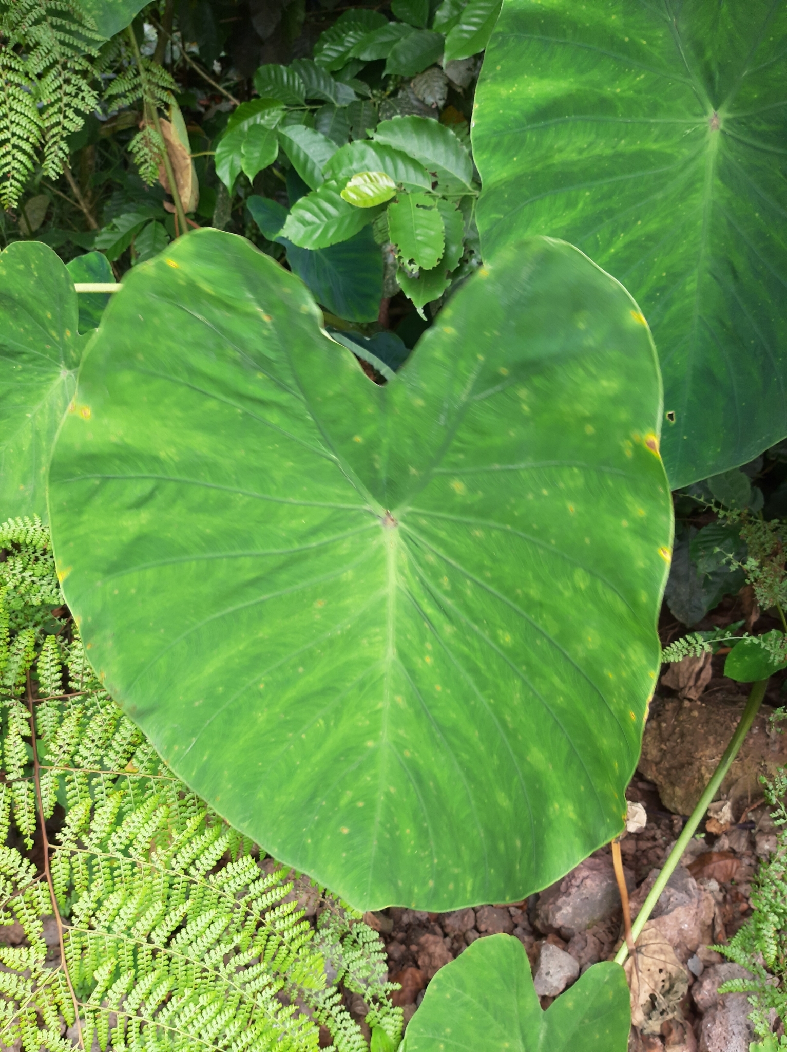 Colocasia esculenta image