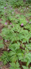 Geranium reuteri image