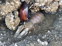 Upogebia pugettensis