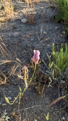 Calochortus venustus