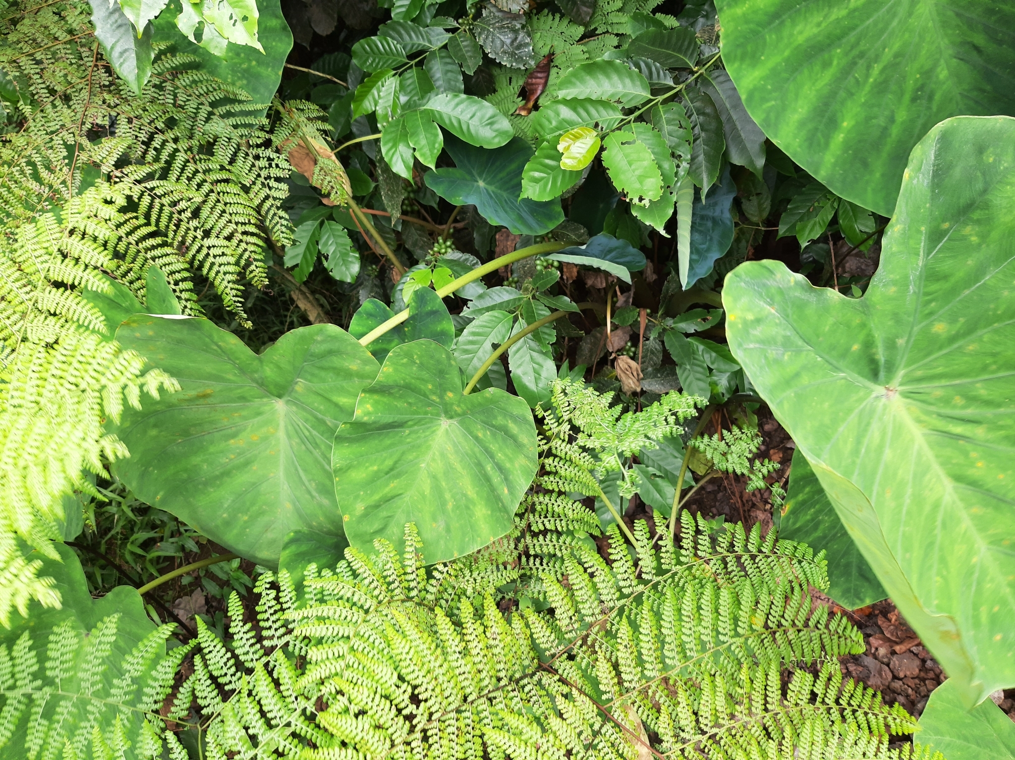 Colocasia image