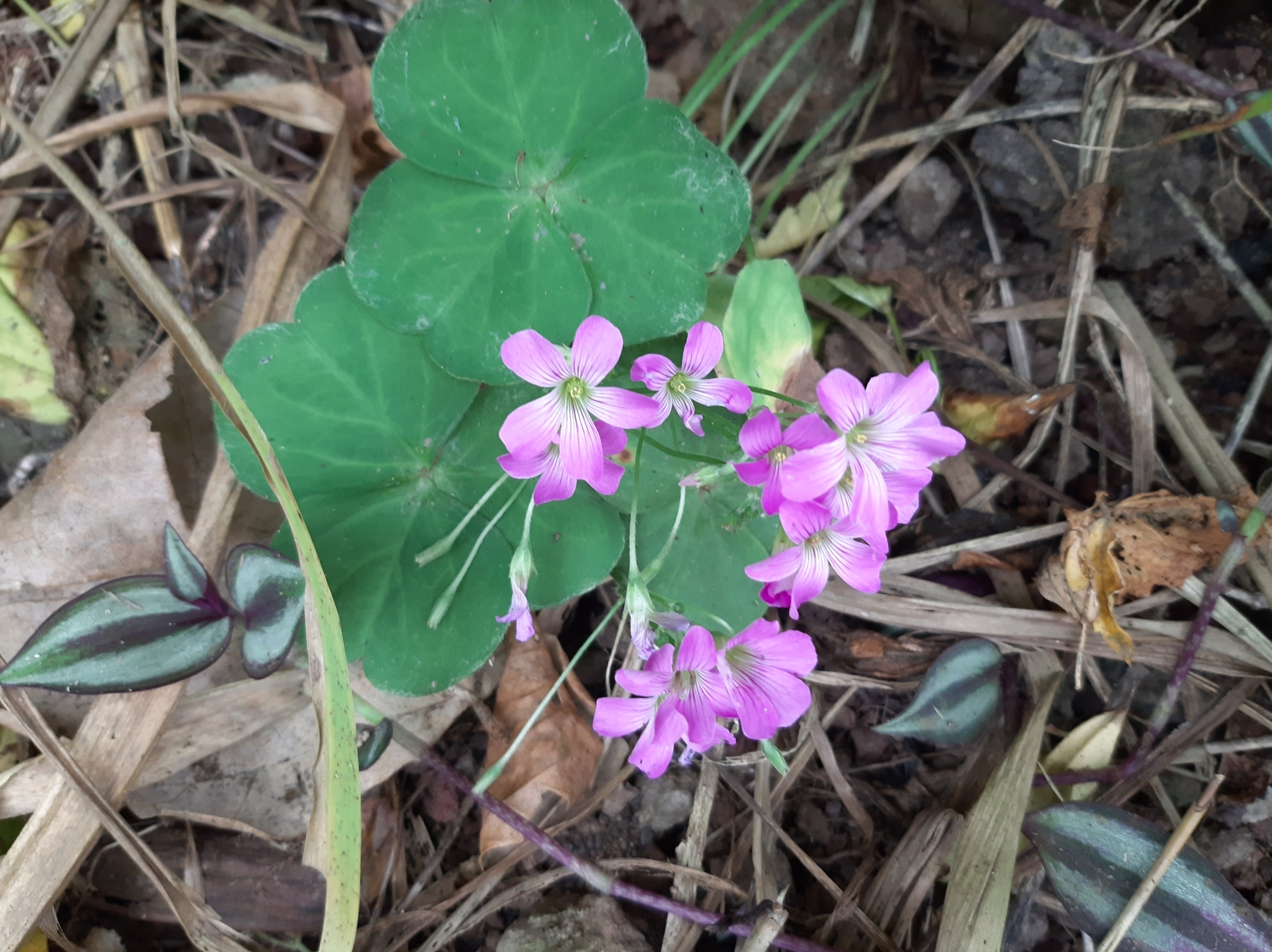 Oxalis debilis image