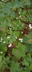 Crambe strigosa