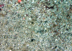 Coryphopterus urospilus