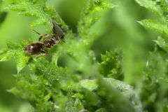 Lasius