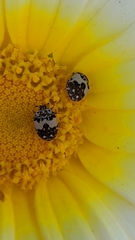 Anthrenus isabellinus