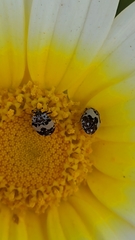 Anthrenus isabellinus