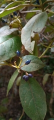 Viburnum rugosum image