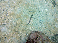 Plagiotremus azaleus