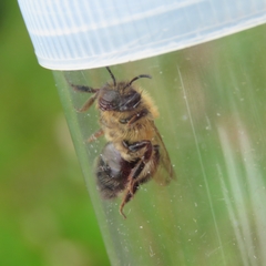 Andrena