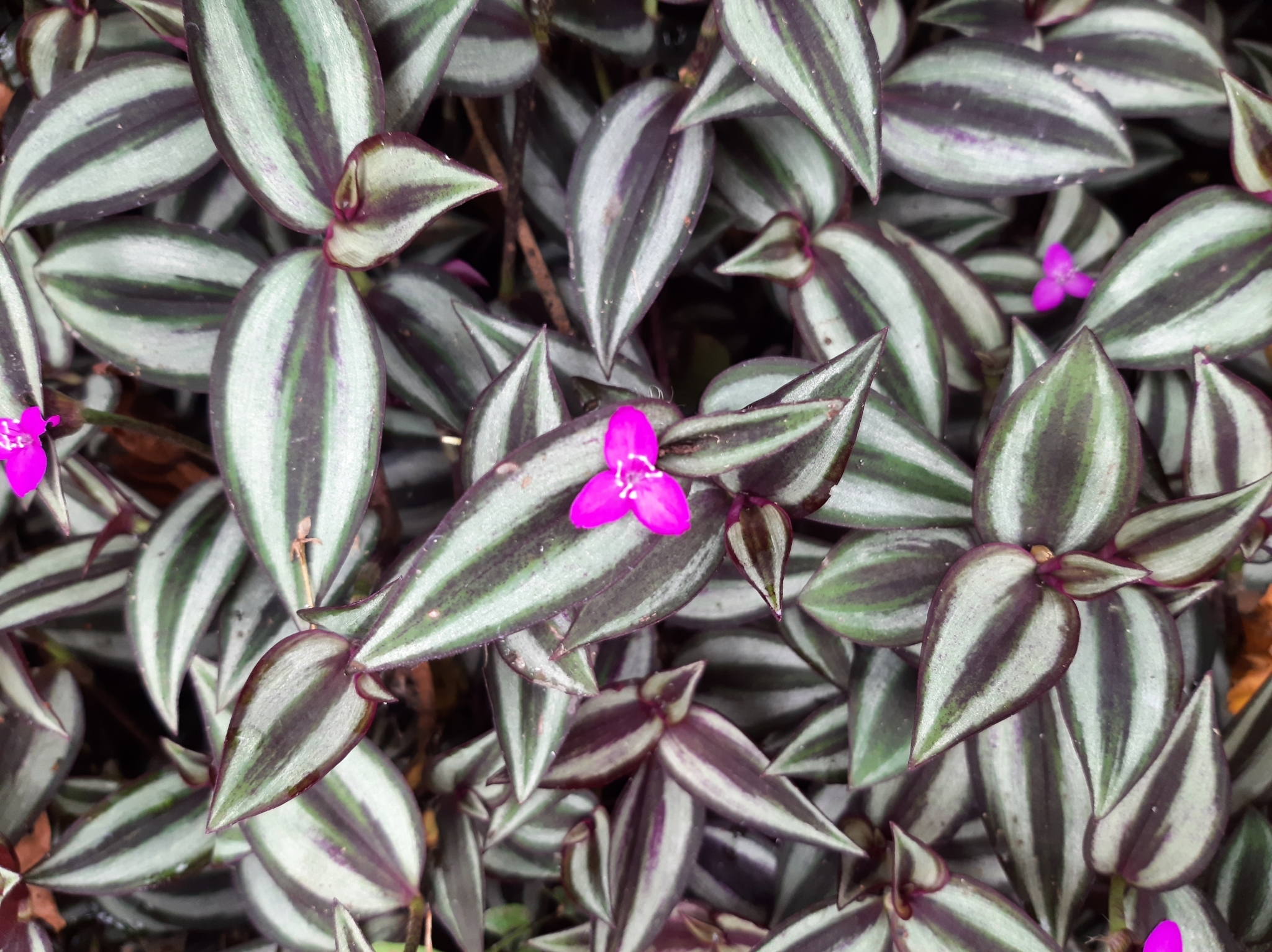 Tradescantia zebrina image