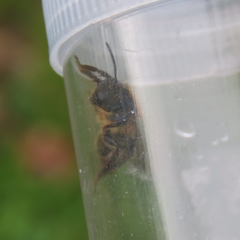 Andrena