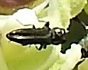 Agrilaxia