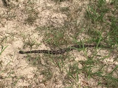 Sistrurus miliarius streckeri