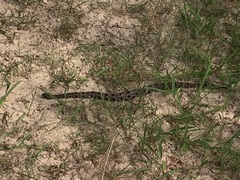 Sistrurus miliarius streckeri