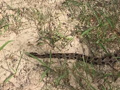 Sistrurus miliarius streckeri