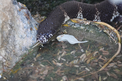 Lampropeltis