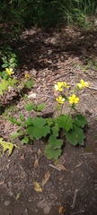 Ranunculus cortusifolius image