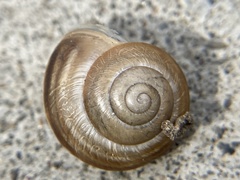 Caucasotachea vindobonensis