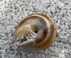 Caucasotachea vindobonensis