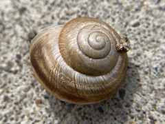 Caucasotachea vindobonensis