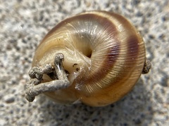Caucasotachea vindobonensis