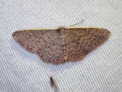Idaea inversata