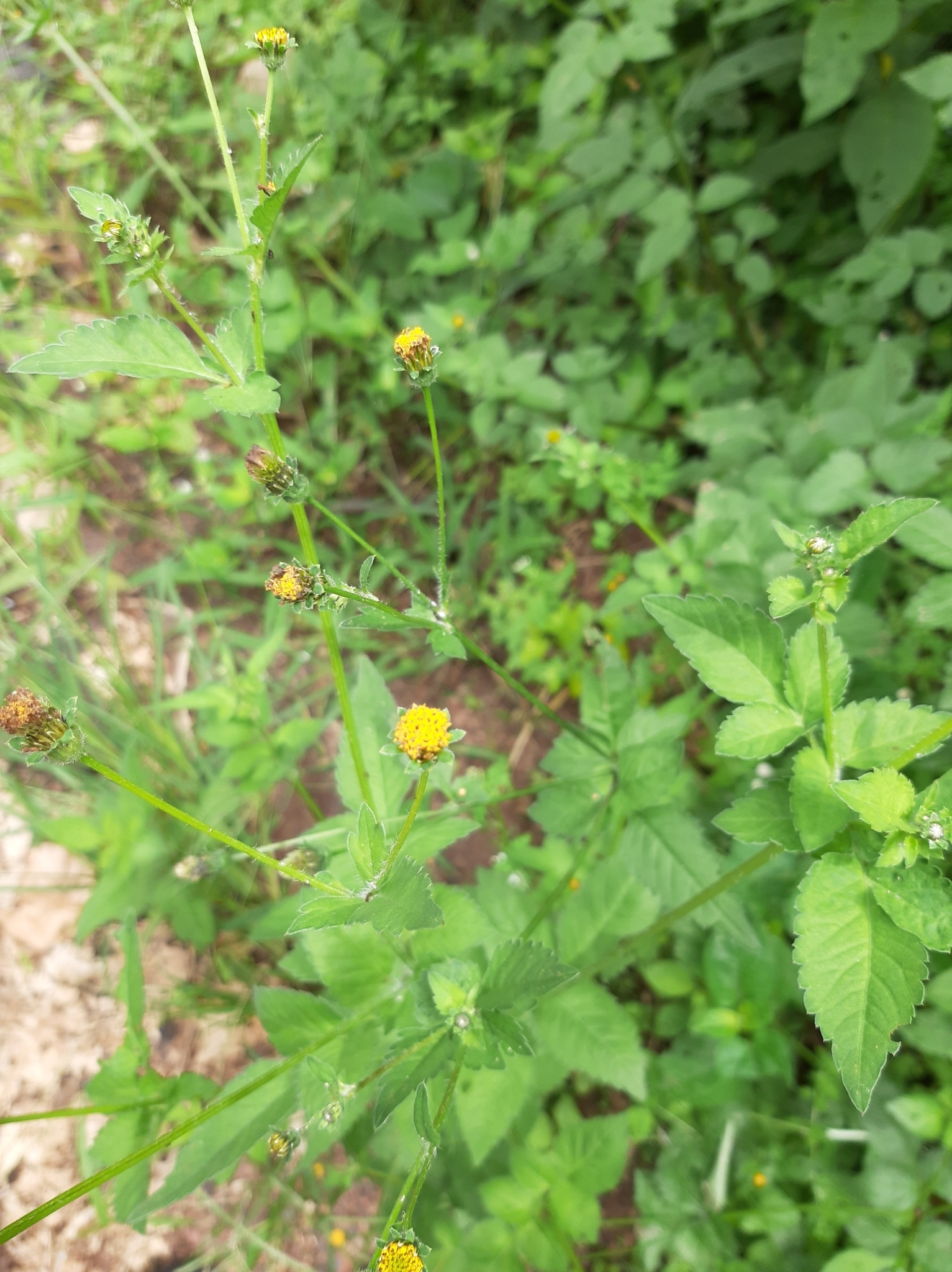 Bidens pilosa image