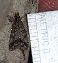 Eudonia rectilinea