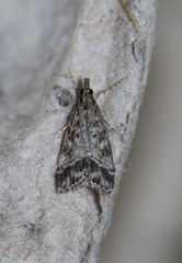 Eudonia rectilinea