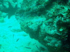 Halichoeres dispilus