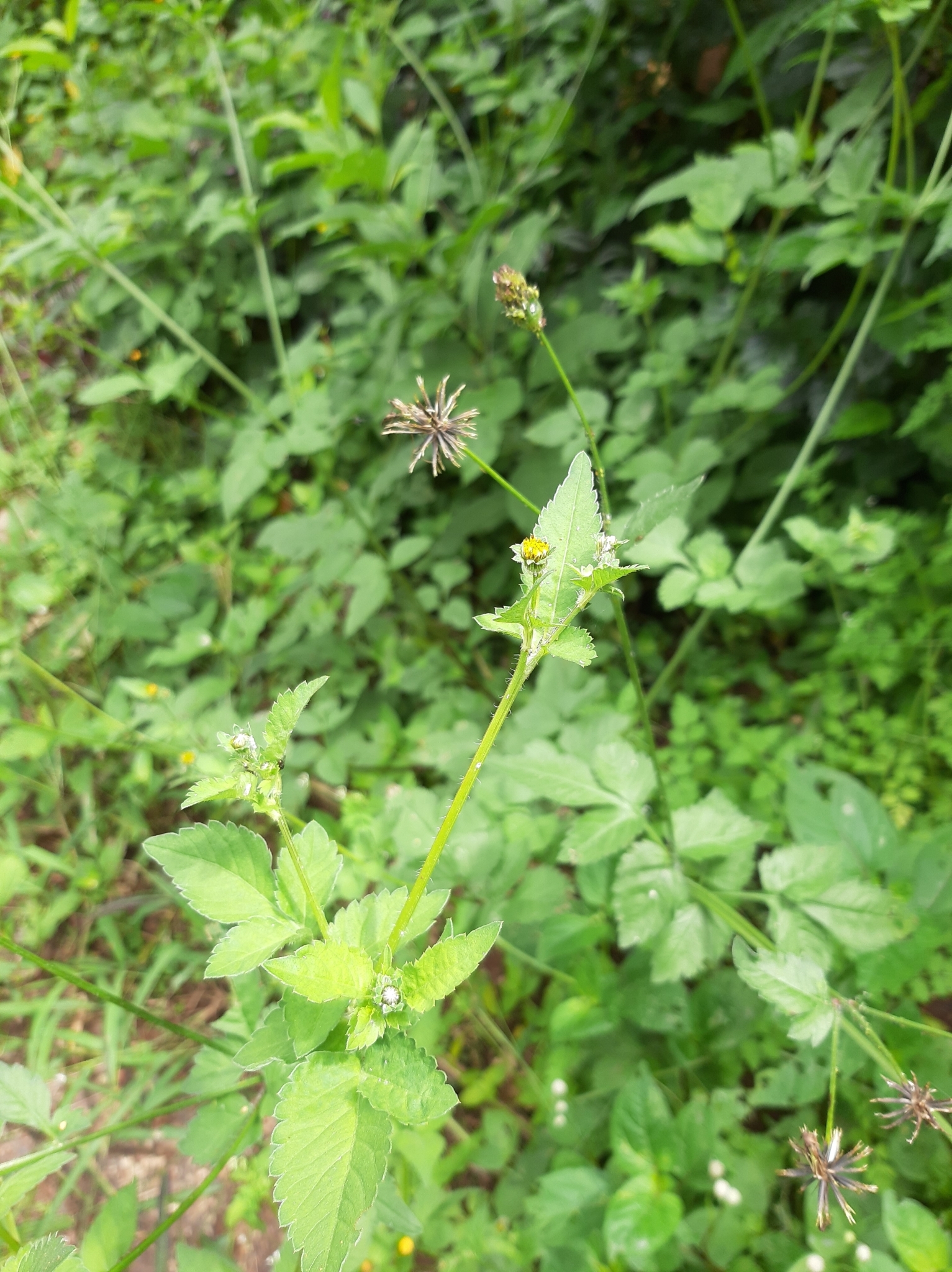 Bidens pilosa image