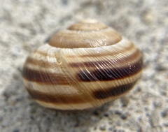 Caucasotachea vindobonensis