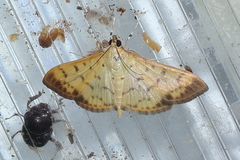 Patania balteata