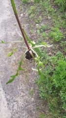 Crepis tectorum