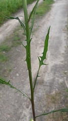 Crepis tectorum
